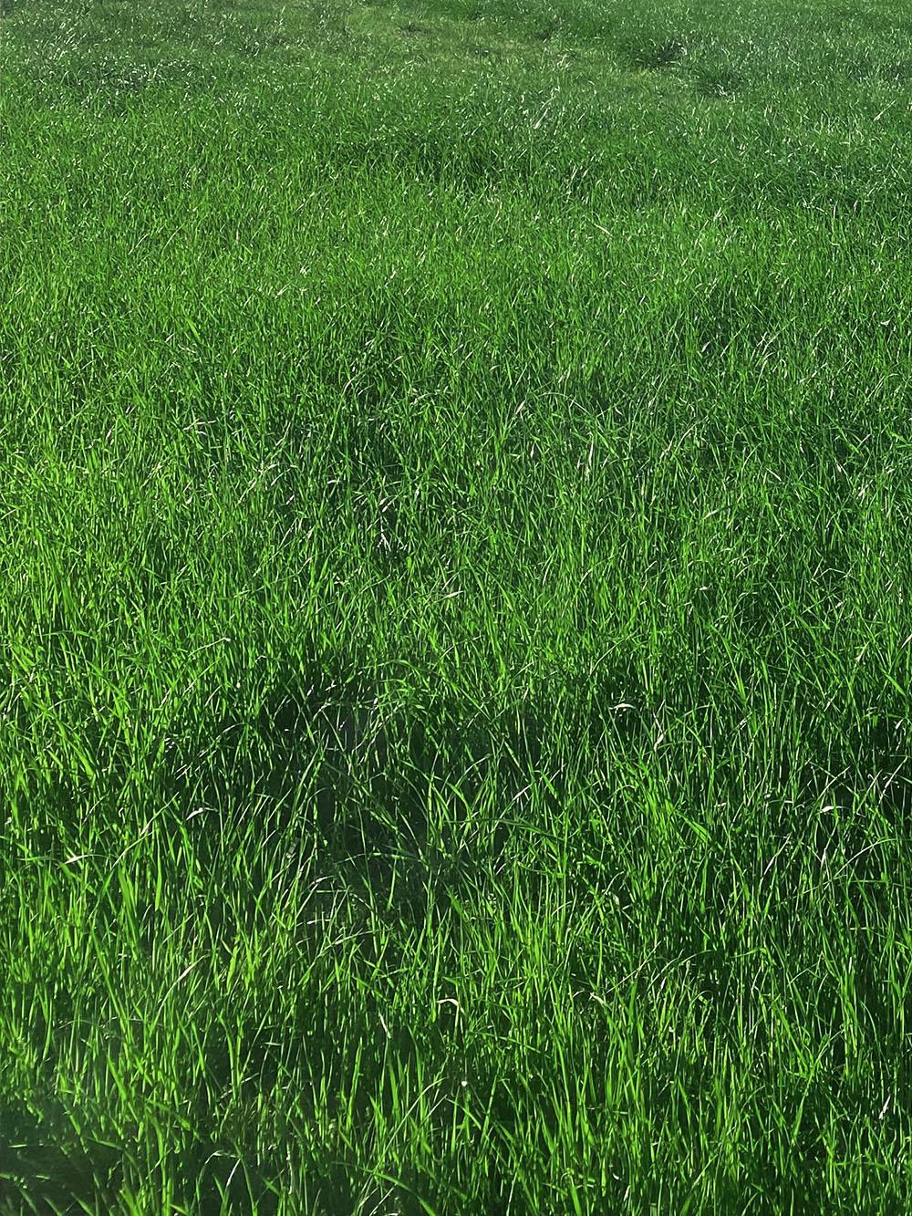 Angusta